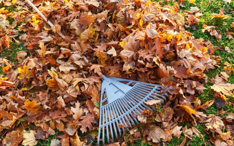 leaves on grass with rake